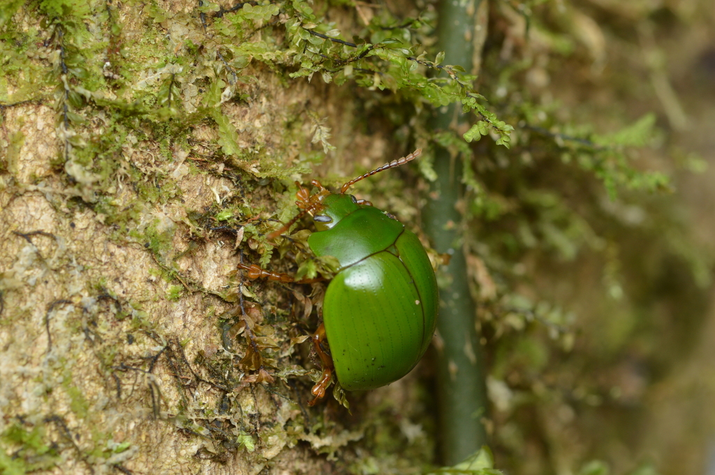 Platyphora albovirens