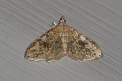 Palpita freemanalis