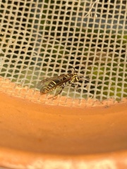 Protonectarina sylveirae