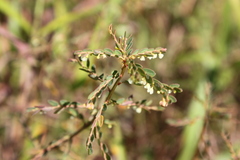 Phyllanthus meyerianus