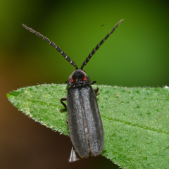 Lucidota punctata