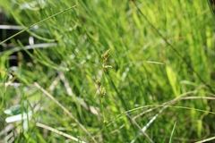Carex remota