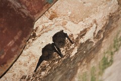 Eptesicus furinalis