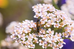 Xestoleptura