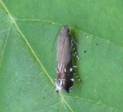 Anacampsis levipedella