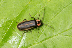 Podabrus brevicollis