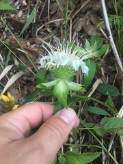 Monarda stipitatoglandulosa