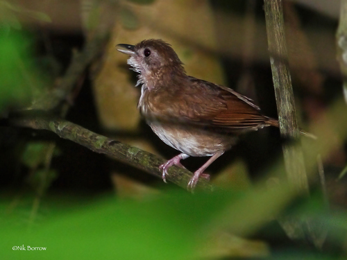 iNaturalist image