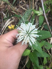 Monarda stipitatoglandulosa