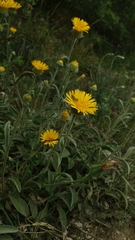 Pentanema montanum