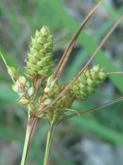 Carex complanata