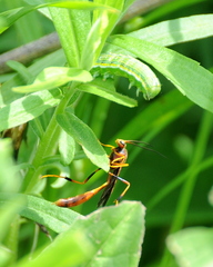 Labeninae