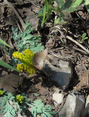 Callophrys augustinus annetteae