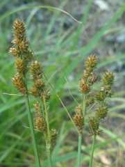 Carex annectens