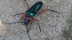 Crioprosopus basileus