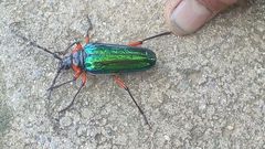 Crioprosopus basileus