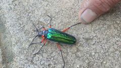 Crioprosopus basileus