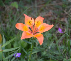 Lilium bulbiferum