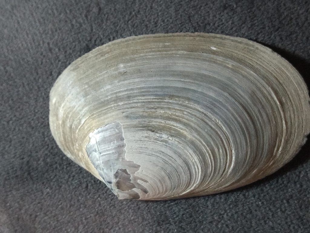 flat spoonclam