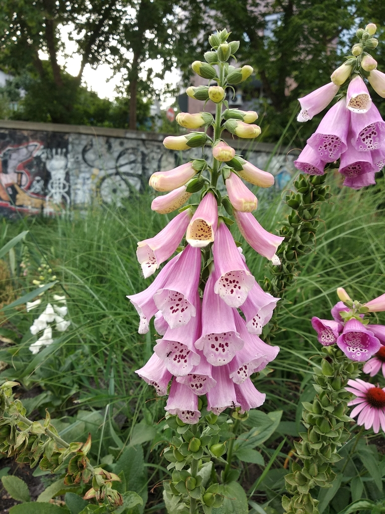 Foxgloves flowering at a woodland edge