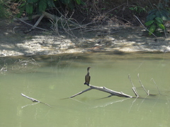Nannopterum brasilianum