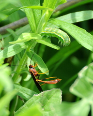 Labeninae