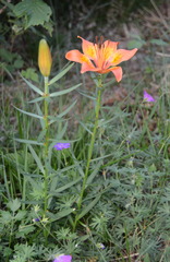 Lilium bulbiferum