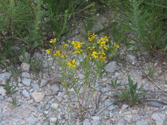 Dysodiopsis tagetoides