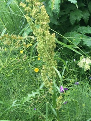 Rumex confertus