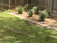 Toxostoma curvirostre