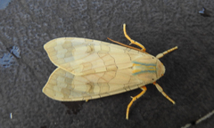 Halysidota tessellaris