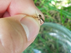 Aedes canadensis