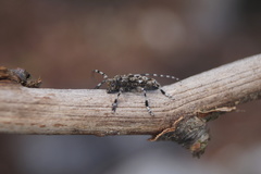 Aegomorphus clavipes