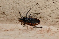 Triatoma eratyrusiformis