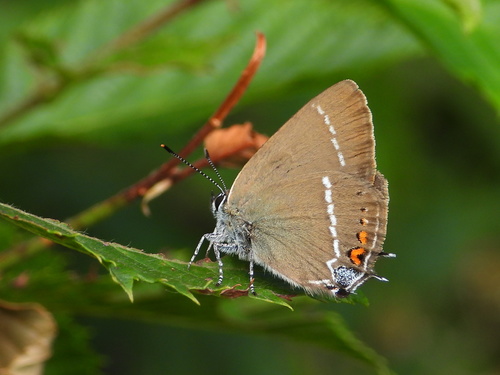 Žydrataškis Uodeguotis nuotrauka