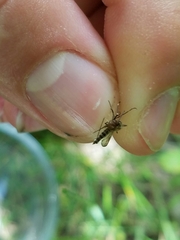 Aedes canadensis