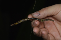 Mischocyttarus weyrauchi