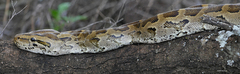 Python natalensis