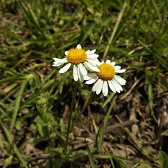 Astranthium xanthocomoides