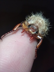 Amphimallon solstitiale