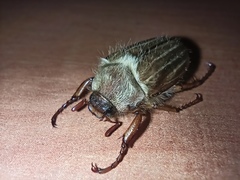 Amphimallon solstitiale