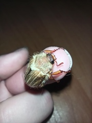 Amphimallon solstitiale