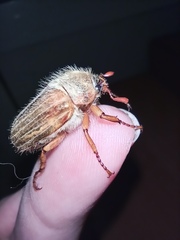 Amphimallon solstitiale