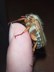 Amphimallon solstitiale