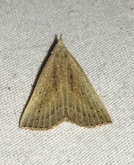 Macrochilo louisiana