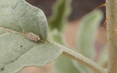 Gargaphia iridescens