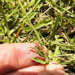 Astranthium xanthocomoides