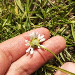 Astranthium xanthocomoides