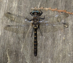 Williamsonia lintneri