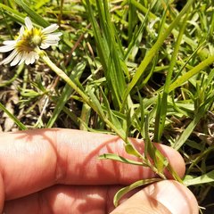 Astranthium xanthocomoides